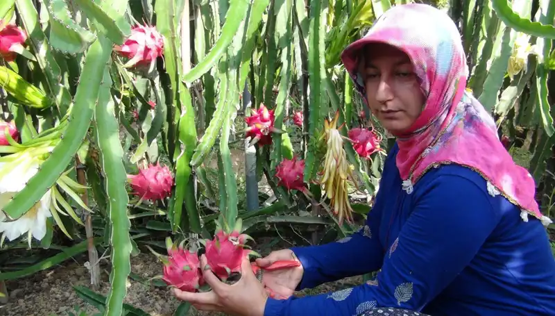 Emekli Olup Pitaya Üretmeye Başlayan Çiftçi, Kilosu 200 TL'den Satıyor!