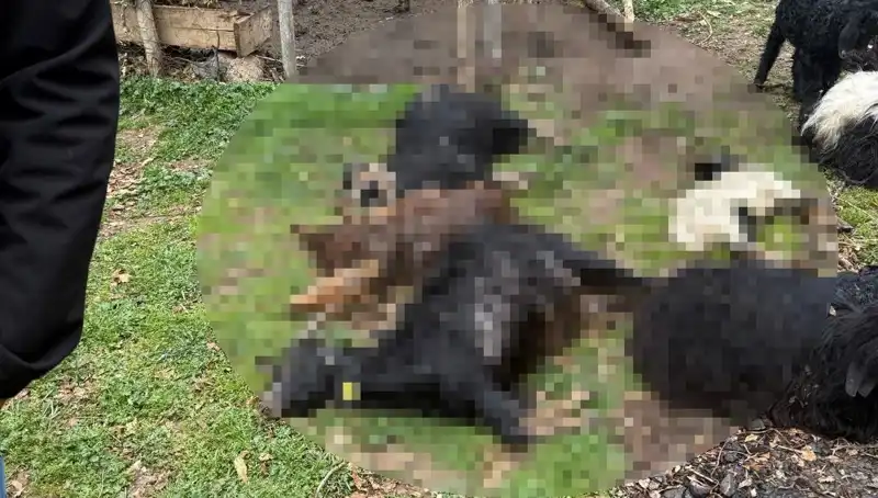 Sahipsiz Köpekler 18 Keçiyi Nasıl Telef Etti? Olayın Ardındaki Gerçekler