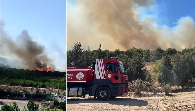 Gebze'de Orman Yangını: Doğa ve Hayvanlar Tehlikede