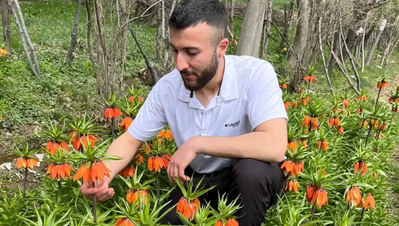 Türkiye'de Eşine Az Rastlanır "Ağlayan Gelin": 20 Günlük Ömrü Var, Koparanı Bekleyen Cezalar