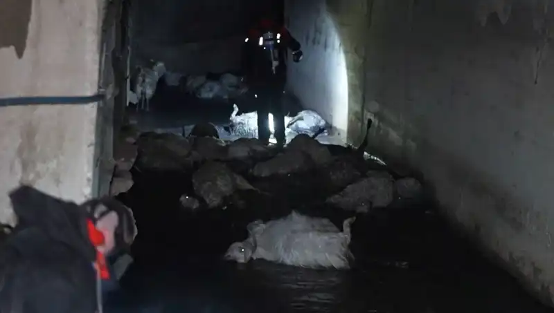 Keskin Koku, Doğada Felakete Yol Açtı: Onlarca Hayvan Telef Oldu