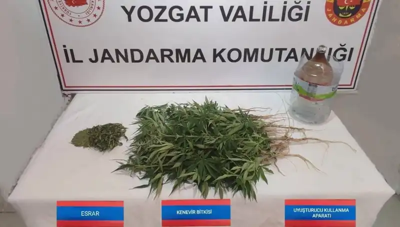 Yozgat'ta 40 Kök Kenevir Ele Geçirildi: Kente Yönelik Sıkı Denetimlerin Sonucu!
