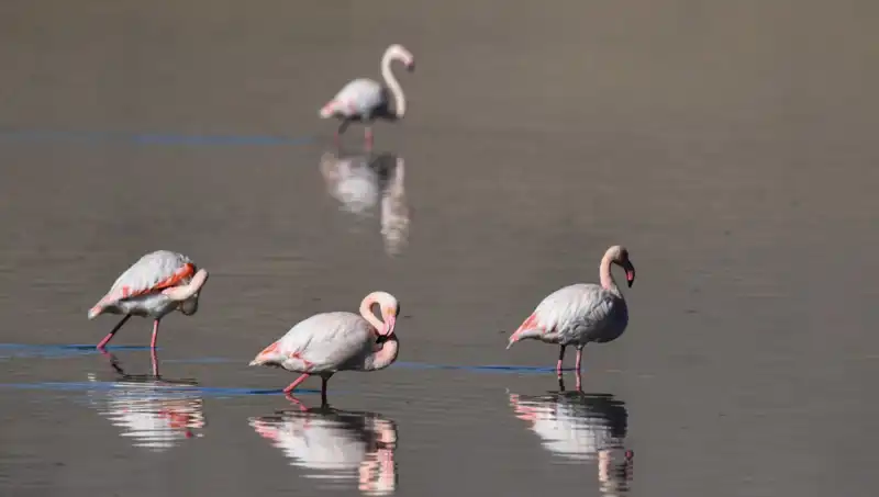 Kuraklık Felaketi: Kuş Cennetinde Flamingo Sayısı Tehlikede