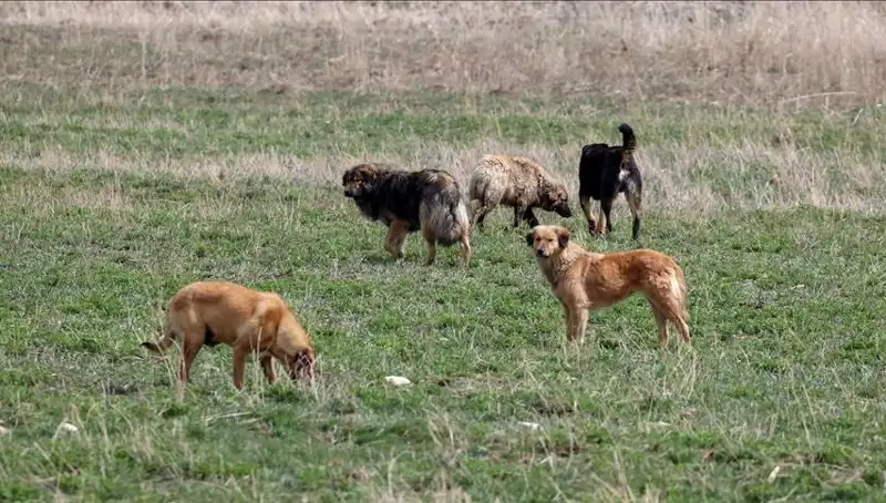 Ankara'da Sahipsiz Köpek Kararı: Barınaklardan Bırakanlara Cezalar Yanında Geliyor
