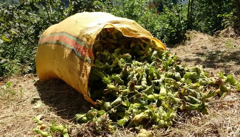 Giresun'da Fındık Hasadı Başladı: Çiftçiler Beklentilerini Aşıyor!