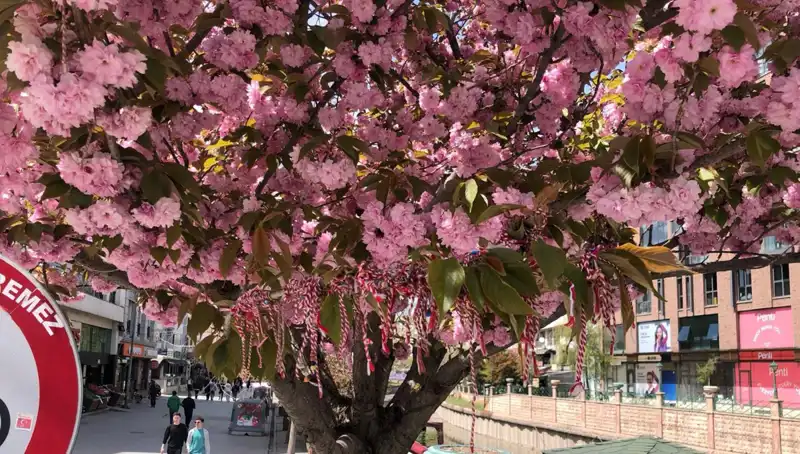 Süs Erik Ağaçlarına Martenitsa Bağlamak: Geleneklerin Yeniden Hayat Bulması