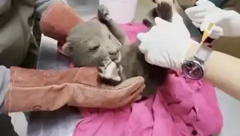 Karabük’te Yavru Bozayı Kurtarıldı: Doğa Severlerin Dikkatini Çekti
