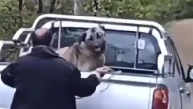 Trabzon'da skandal! Köpeği halatla döven kişi tutuklandı