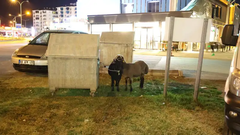 Yola Düşen "Mor Karaman" Koyunları, Doğanın Merhametine Terk Edildi