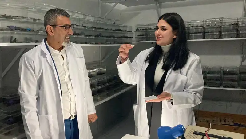 Akrep Zehrini Şekere Damlatıp Yiyenler: Sağlık Yararları Var mı?