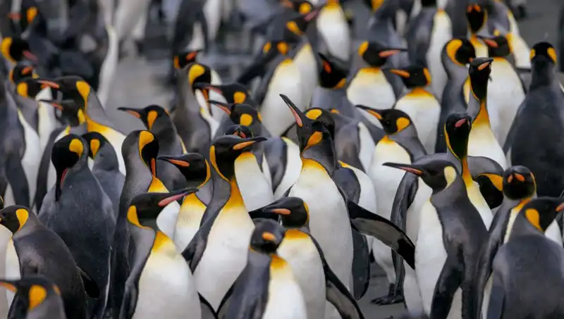 Penguinlere Uygulanan Gümrük Vergisine Trump’tan Şok Karar!