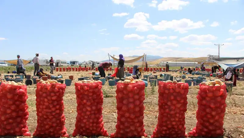 Amasya Elması, Avrupa ve Rusya Pazarlarında Tatlı Bir Başarı Elde Ediyor