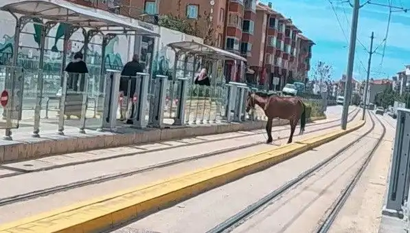 Eskişehir'de Tramvay Raylarında Baş Başına Gezen At, Şehirde Şaşkınlık Yarattı!