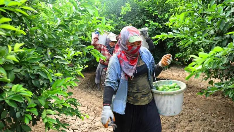 Market Fiyatları Tavan Yaptı: Yeni Hasat Umutlandırıyor