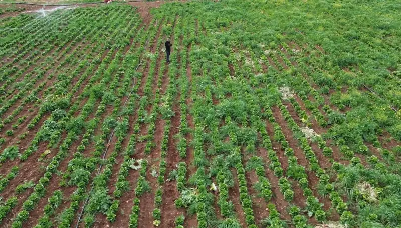 Kuraklık Marul Hasadını Olumsuz Etkiledi: Çiftçiler Zor Durumda