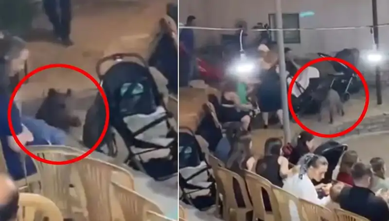 Düğün Davetinde Yaban Domuzu Sürprizi: Gözler Şaşkınlıkla Açıldı!