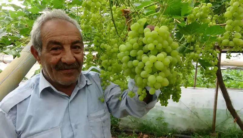 Zirai Don, Meyve Fiyatlarını Vurdu: İlk Ürünler 250 TL’ye Satılıyor!