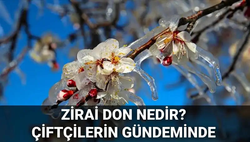 Türkiye’de Zirai Don Alarmı: Çiftçileri Bekleyen Tehlike Nedir?
