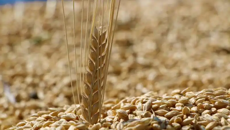 TMO 2025 Buğday Satış Fiyatları: Buğday, Arpa ve Yulafda Son Durum