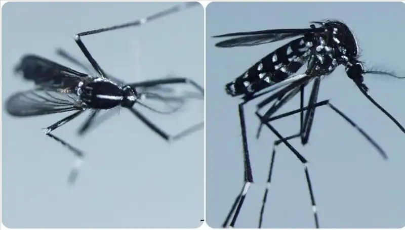 Chikungunya Virüsü Nedir? Belirtileri ve En Çok Görüldüğü Ülkeler