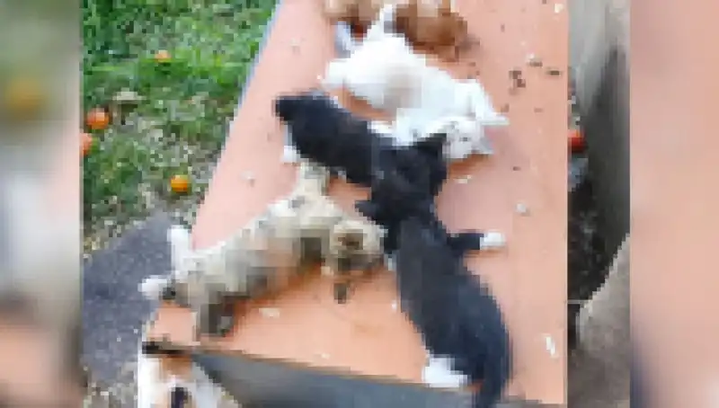 Bursa’da Yavru Kedi Katliamı: Sekiz Masum Can Hayatını Kaybetti