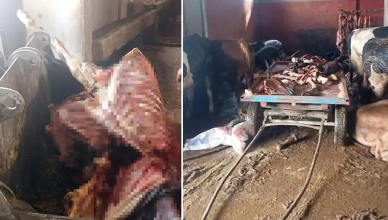 Adana’da 2,5 Ton At Eti Ele Geçirildi: 4 At Son Anda Kurtarıldı!