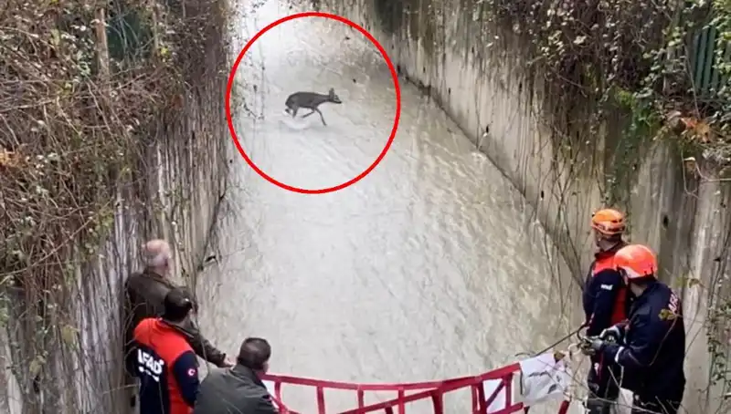 Dağın Zirvesindeki Mahsur Karaca İçin Kurtarma Ekibi Seferber Oldu!