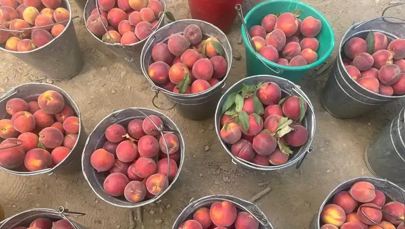 Çiftçiler Hasat Sezonunda Düşük Fiyatlar Yerine 100 Lirayı Gördü!