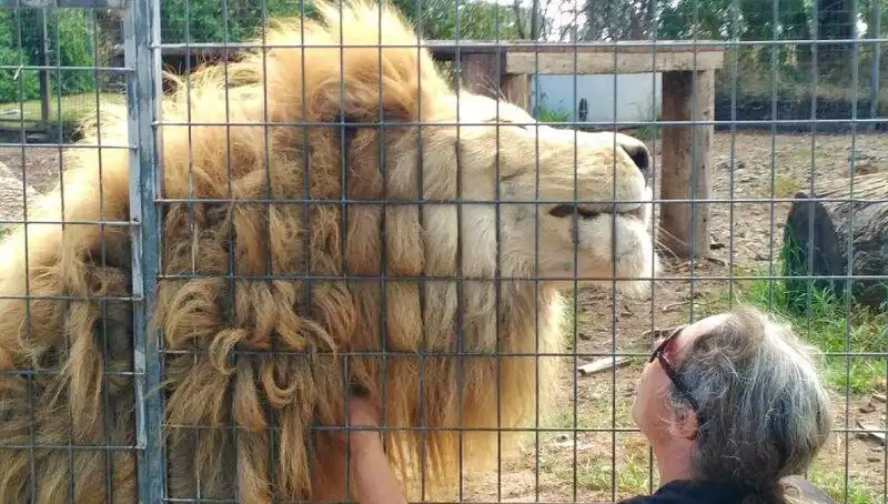Avustralya'da Şaşkınlık Yaratan Aslan Saldırısı ve Kadının Kolunu Kaptığı Anlar
