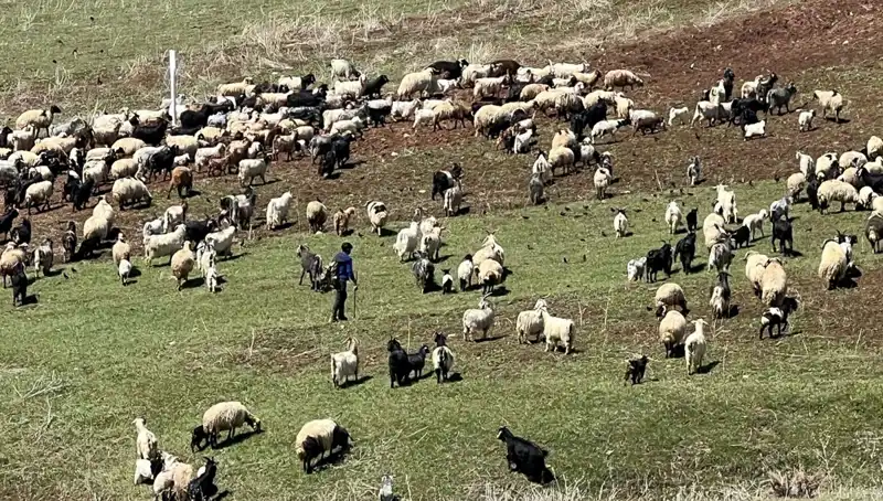 Çoban Krizinde Şok Gelişme: 70 Bin Lira Maaş Yetersiz mi?