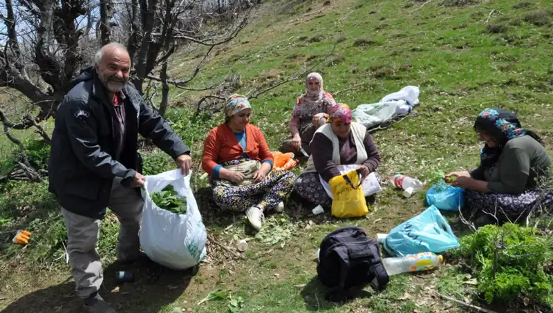 Yüzlerce Ailenin Geçim Kaynağı: 5 Saat Yürüyerek Toplanan Değerli Mantar!