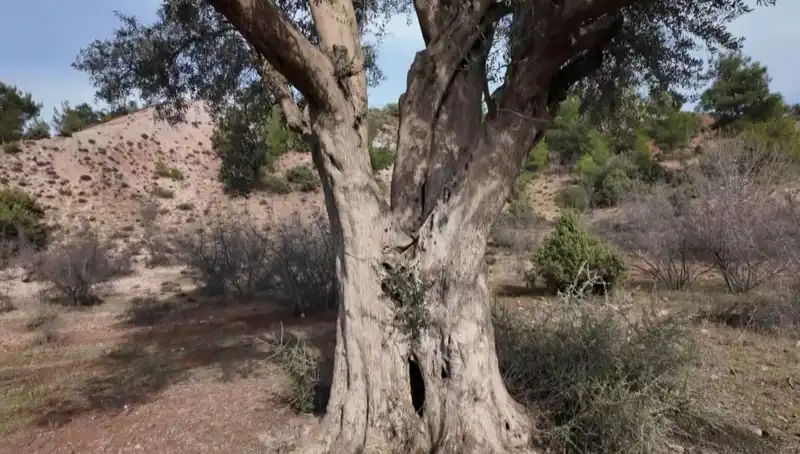 Zeytin Ağacı: 800 Yıllık Tarihin ve Doğanın Korumacı Sıfır-Talı Çığlığı