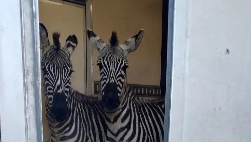 Sınırda Durdurulan Minibüste Neler Bulundu? Zebra ve Maymunlar Şaşkınlık Yarattı!
