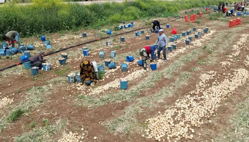 Soğan Hasadı Başladı: Fiyatlarda Dikkat Çeken Düşüş!