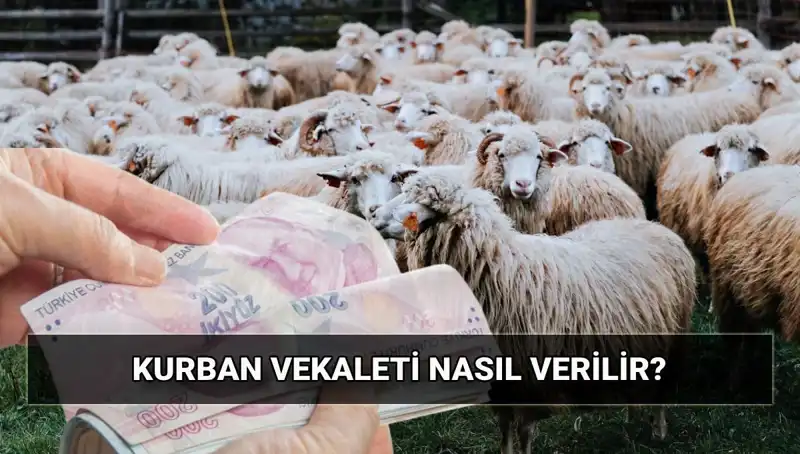 Vekaletle Kurban Kesimi: 2025'te Diyanet'in Belirlediği Bedeller Açıklandı