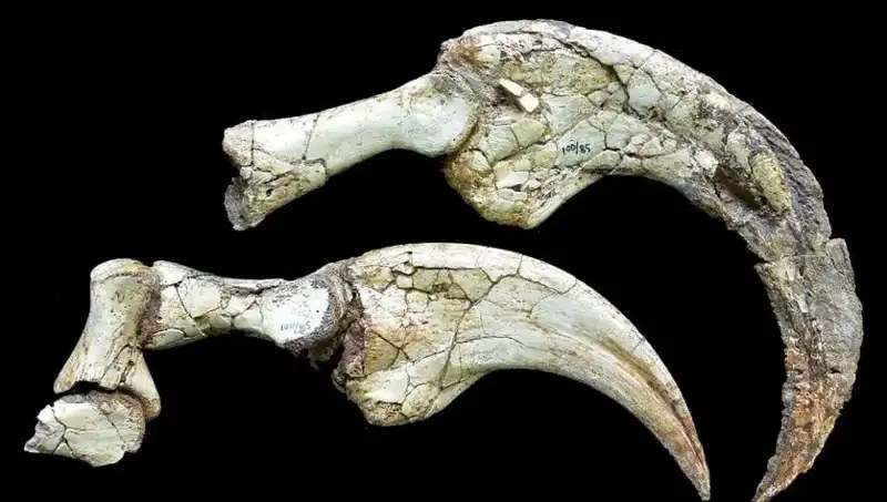 Gobi Çölü’nde Dinozor Keşfi: Otuza Yakın Yıl Sonra Yeni Tür Bulundu!