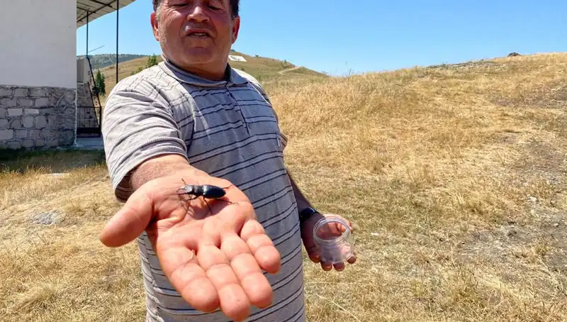 Sivas'ta Görülen Bu Böceği Öldürmenin Cezası: 557 Bin TL!
