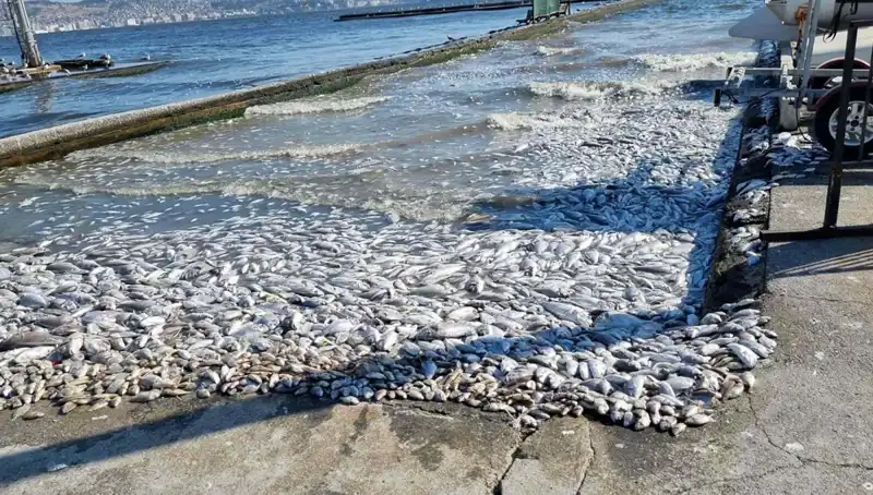 İzmir Körfezi'nde Temizlik Seferberliği: Deniz Canları Yeniden Doğuyor!