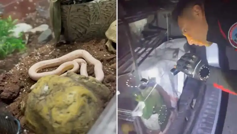 Aşırı Sıcaklar Sonrası Arabanın Arka Koltuğundan Zehirli Yılanlar Çıktı!