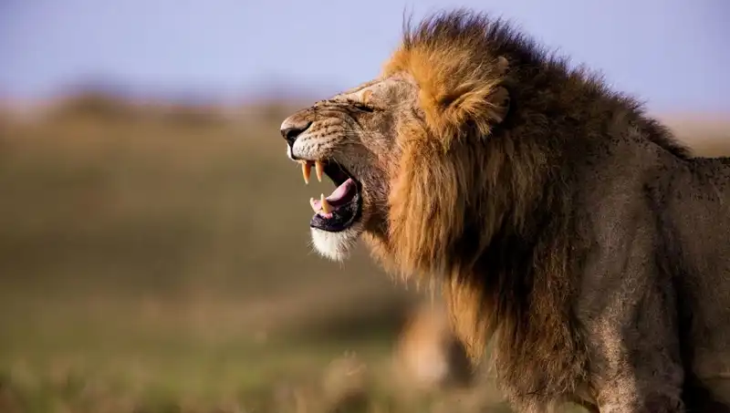 14 Yaşındaki Kızın Aslan Saldırısında Hayatını Kaybetmesiyle Şok Eden Olay