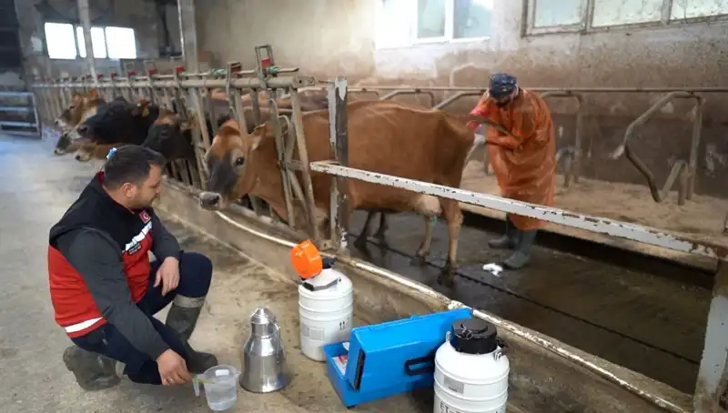Türkiye'de İlk Kez Jersey Sperması ile Hayvancılığın Doğusuna Yolculuk