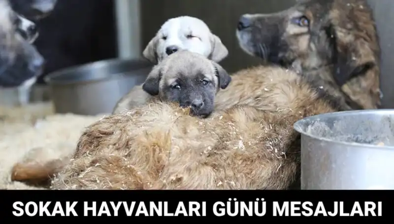 Dünya Sokak Hayvanları Günü: Herkes İçin Bir Hatırlatma ve Farkındalık Zamanı