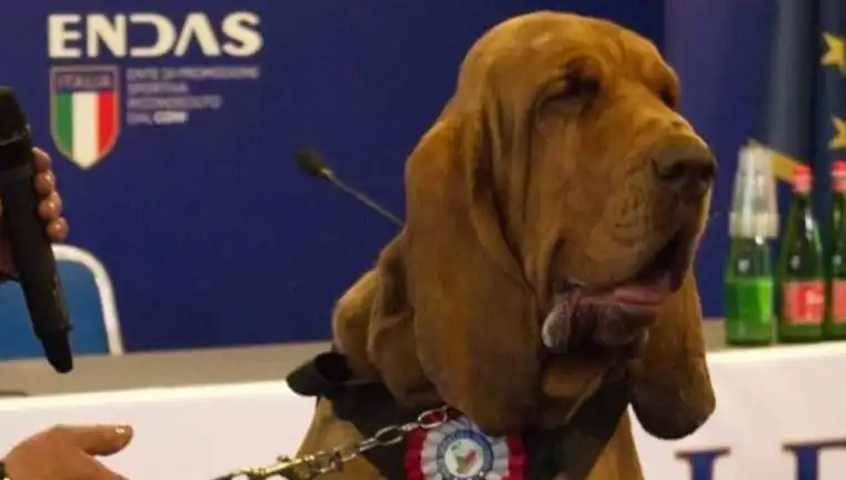 Arama Köpeğine Suikast: Çivili Sosisle Gerçekleşen Alevli Saldırı!