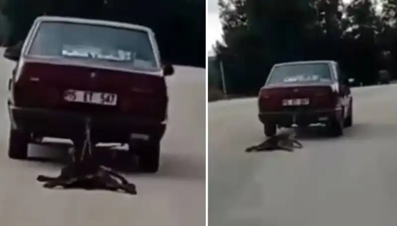 Otomobilin Arkasında Sürüklenen Köpek, Hayvanseverleri Şoka Uğrattı