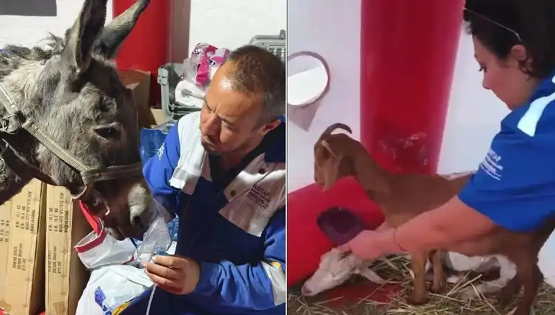 Yangından Etkilenen Eşeğe Oksijen Maskeli Tedavi Uygulandı