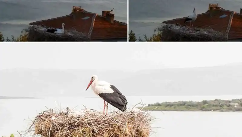Yaren Leylek Depremi Önceden Hissedip Yuvayı Terk Etti